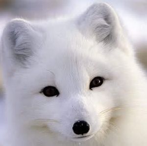 Meet your Posher, Don